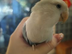 -吉丁鸟咖·异宠·寄养