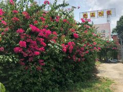 -水上人家河鲜