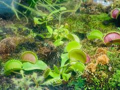 -国家植物园南园