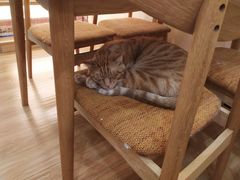 -滚猫咖啡·猫咖·猫友好撸猫(未来城店)