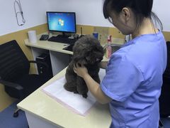 -美联众合动物医院(·中兽医·疑难杂症·严家桥分院)