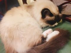 -猫色咖啡·猫咖