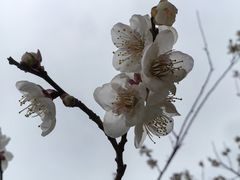 -香雪海