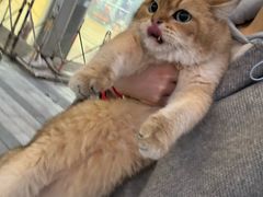 -飞行喵MR PILOT|猫舍·猫咖(静安大融城店)