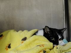 -爱诺耐芙动物医院(万博店)