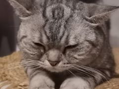 -猫儿山۰猫主题餐厅