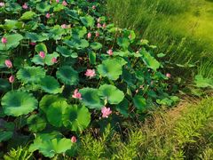 -羊亭河湿地公园