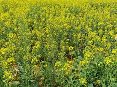 -天适樱花悠乐园