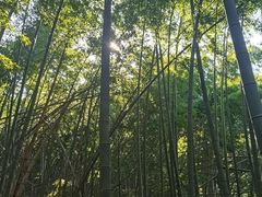 -四明山国家森林公园