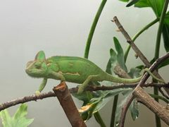 -上海大自然野生昆虫馆(东方明珠·爬宠昆虫探索中心)