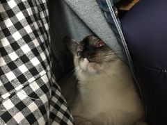 -瑞派康怡24h宠物医院·犬猫医疗中心·微创绝育(瑞景分院)