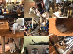 -more than meow吴止猫主题餐厅(承德 中船汇店)