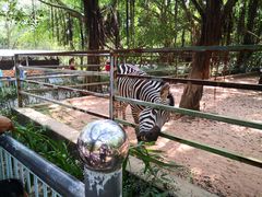 -广东茂名森林公园