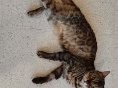 -飞行喵MR PILOT|猫舍·猫咖(静安大融城店)