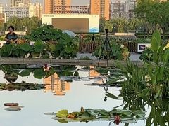 -莲花池公园