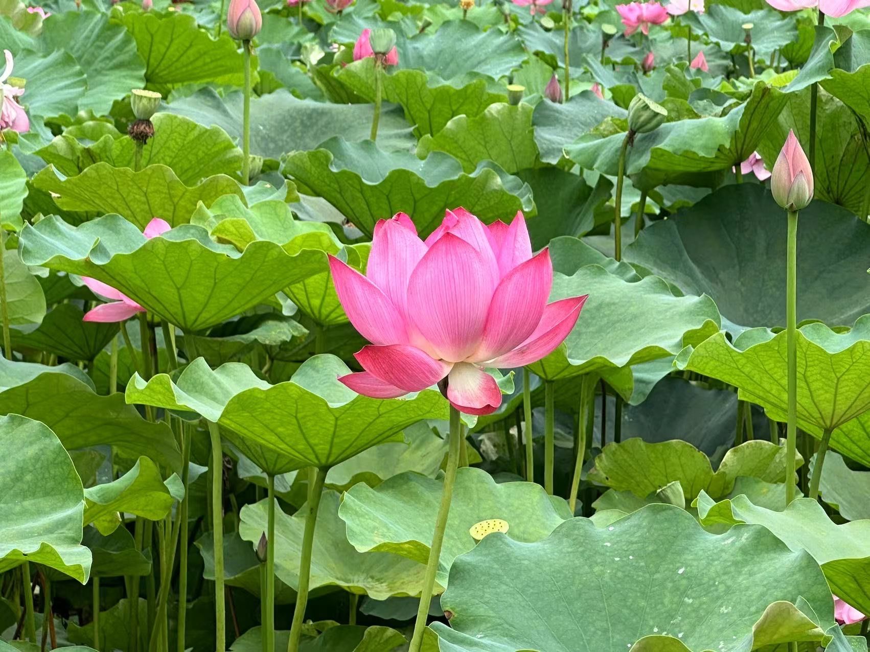 园博园的荷花开啦