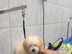 -芭比堂动物医院·24小时·眼科中心(深圳中心)