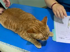 -瑞派申生动物医院·24H夜诊·国际动物医疗中心·骨外科(吴中路店)