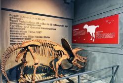 -恐龙探索乐园(磁器口店)