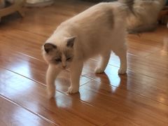 -momokira米努特·德文卷毛猫·棉花面纱犬