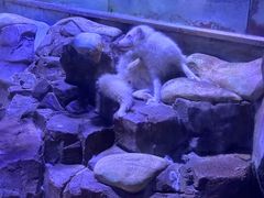 -上海海昌海洋公园