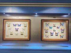 -上海昆虫博物馆