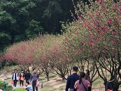 -南国桃园旅游度假区