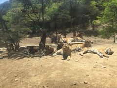 -大连森林动物园