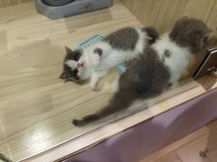 -屋虎猫馆(宝安大仟里店)