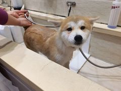 -暖阳宠物医院·犬猫康复中心·骨科