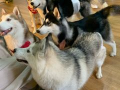 -Husky Go! 哈士奇体验馆·宠物咖啡厅狗咖