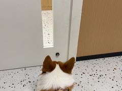 -瑞派康怡24h宠物医院·犬猫医疗中心·微创绝育(瑞景分院)