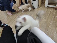 -李小姐の猫咖啡馆(五角场店)