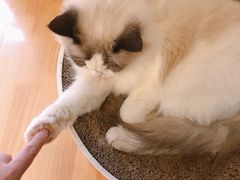 -喵喵咪呀布偶猫咖(春熙路店)