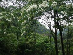 -田心森林公园