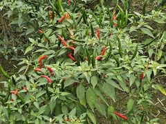 -中国天府农业博览园