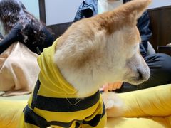 -逗柴咖啡屋·狗咖猫咖宠物桌游