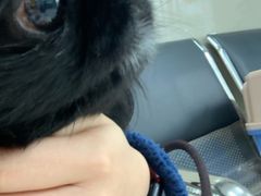 -申普宠物医院·心脏介入·心血管微创(总院)