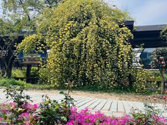 -鹅湖玫瑰文化园