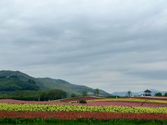 -径山花海