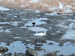 -深圳湾公园(南山区)