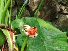-海南槟榔谷黎苗文化旅游区