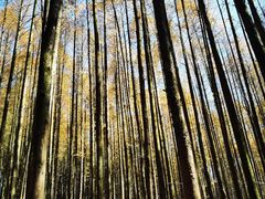 -山王坪喀斯特国家生态公园
