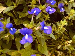 -松山湖梦幻百花洲