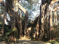 -瑞丽独树成林风景区