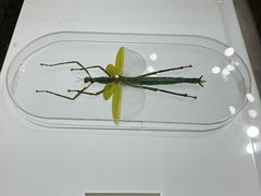 -上海昆虫博物馆