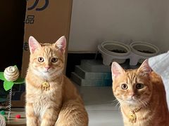 -瑞派福兴宠物医院犬猫全科·骨科·中西医结合(河东店)