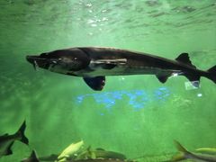 -太平洋海底世界