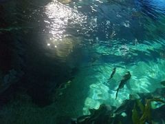-暹罗海洋世界