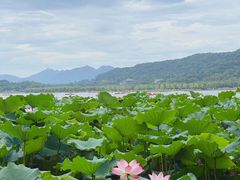 -湖畔居茶楼(湖滨店)